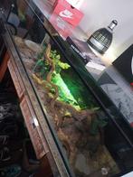 Terrarium inclusief Albino Melkslang., Dieren en Toebehoren, Reptielen en Amfibieën, Slang, Tam