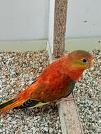 Te koop 1 roodbuik turqusines! Man, Dieren en Toebehoren, Vogels | Parkieten en Papegaaien