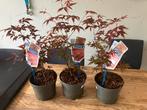 Japanse Esdoorn-Acer Palmatum-Atropurpureum, Ophalen of Verzenden, Lente, Overige soorten, Halfschaduw