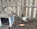 Bonte pauwen, Meerdere dieren, Overige soorten