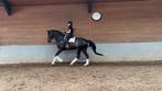 Te koop ontzettend lieve 14 jarige Dressuur/recreatie ruin, Dieren en Toebehoren, 175 cm of meer, Z, Ruin, Dressuurpaard