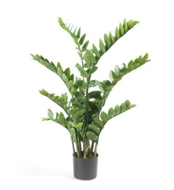 zamioculcas 110cm met 11 stammen beschikbaar voor biedingen