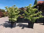 Cornus kousa China girl  XL kornoelje knop bloem, Ophalen, Zomer, Overige soorten, Volle zon