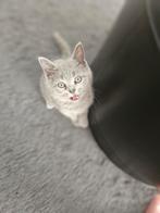 Britse Korthaar nog 4 beschikbaar, Dieren en Toebehoren, Katten en Kittens | Raskatten | Korthaar