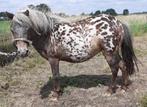 appaloosa en pony, Dieren en Toebehoren, Pony's, Merrie, M, A pony (tot 1.17m), 3 tot 6 jaar