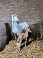 Paardenstalling te huur, Dieren en Toebehoren, Ruin