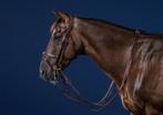Dyon flash nosband double bridle brown full, Dieren en Toebehoren, Paarden en Pony's | Hoofdstellen en Tuigage, Ophalen of Verzenden