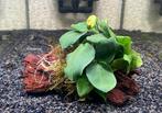 Anubias op Driftwood, Ophalen of Verzenden, Nieuw, Plant(en), Steen of Hout