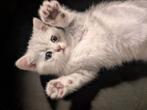 Super knapBrits korthaar kitten whiteSilver tabby katertje💙, Dieren en Toebehoren, Katten en Kittens | Raskatten | Korthaar, Meerdere dieren