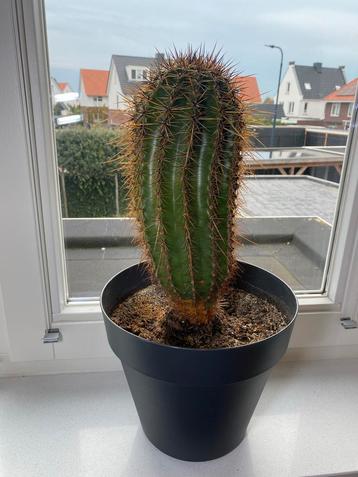 Cactus met pot - Mooie kamerplant! beschikbaar voor biedingen