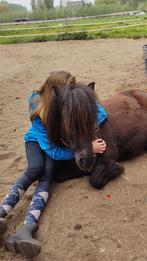 Lieve Shetlander aangeboden