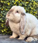Franse hangoor ram ingeënt (Antwerpen), Dieren en Toebehoren, Mannelijk, Groot, Hangoor