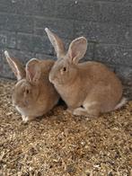 Duitse reuzen te koop, Dieren en Toebehoren, Meerdere dieren, Groot, 0 tot 2 jaar