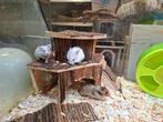 Lieve en tamme goudhamsters, Hamster, Juli, Meerdere dieren, Tam