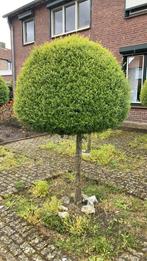 Liguster op stam, Tuin en Terras, Planten | Bomen, Zomer, Bolboom, Ophalen, 100 tot 250 cm