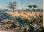 Oude schoolplaat Kalahari - Koekkoek - J.B. Wolters, Ophalen of Verzenden, Natuur en Biologie