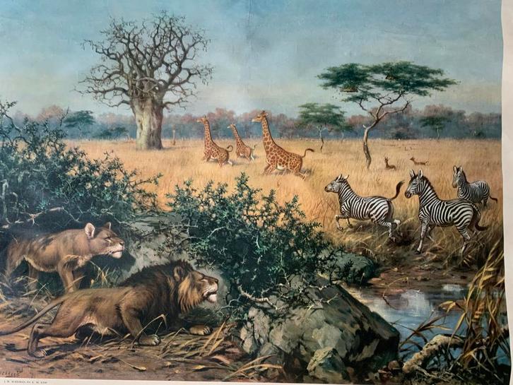 Oude schoolplaat Kalahari - Koekkoek - J.B. Wolters, Antiek en Kunst, Antiek | Schoolplaten, Natuur en Biologie, Ophalen of Verzenden