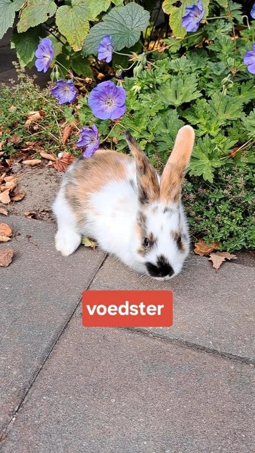Tamme, jonge konijnen (6 voedsters en 2 rammen), Dieren en Toebehoren, Konijnen, Middelgroot, Meerdere dieren, 0 tot 2 jaar
