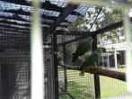 Koppel geelvleugelblauwvoorhoofd amazone,, Dieren en Toebehoren, Vogels | Parkieten en Papegaaien, Meerdere dieren, Papegaai, Geringd