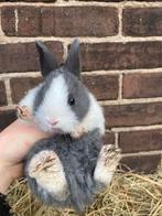 Lief konijntje, Dieren en Toebehoren, Konijnen, Mannelijk, Dwerg