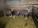 Toggenburger geiten, Dieren en Toebehoren, Schapen, Geiten en Varkens, Vrouwelijk, Geit