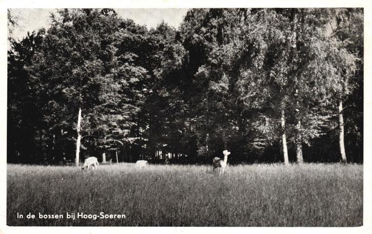 In de bossen bij Hoog-Soeren (1955) 129059, Verzamelen, Ansichtkaarten | Nederland, Gelopen, Gelderland, 1940 tot 1960, Ophalen of Verzenden