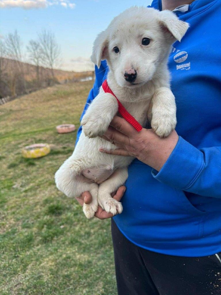 Dove – een lief en rustig meisje met een klein hartje, Particulier, 15 weken tot 1 jaar, Buitenland, Teef
