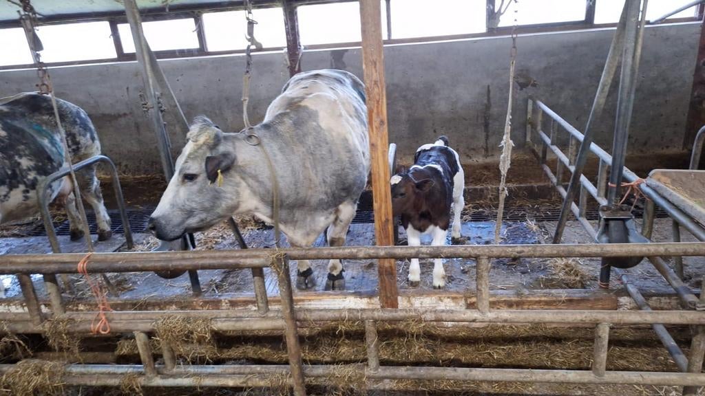 Runderen, Dieren en Toebehoren, Runderen, Vrouwelijk, 3 tot 6 jaar