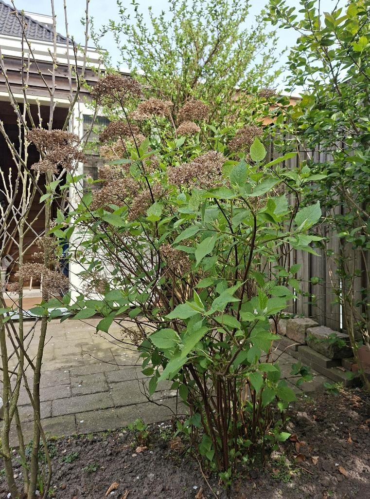 Grote hortensia 'Annabelle' roomwit, Tuin en Terras, Planten | Tuinplanten, Vaste plant, Halfschaduw, Zomer, Ophalen