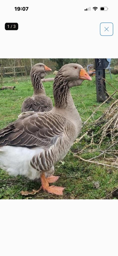Toulouse gans gevraagd vrouwtje, Dieren en Toebehoren, Pluimvee, Vrouwelijk, Kip