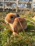 Jonge konijntjes frans hangoor, Meerdere dieren, Groot, Hangoor, 0 tot 2 jaar
