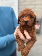 Prachtige Toy poedel Pups – 1 reutje, Dieren en Toebehoren, Honden | Chihuahua's en Gezelschapshonden, Poedel, 8 tot 15 weken