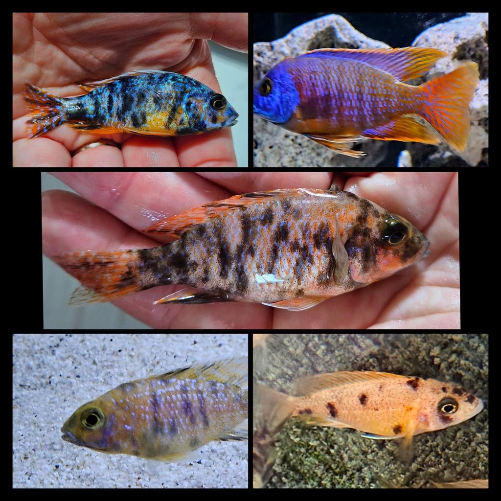 Malawi cichliden collectie 2 *3 mooie koppels*, Dieren en Toebehoren, Vissen | Aquariumvissen, Vis