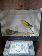 Super mooi koppel bergparkieten, Meerdere dieren, Parkiet