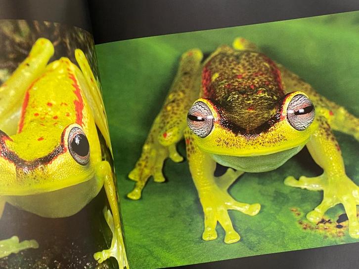 Kikkers  / 2009 , Dieren en Toebehoren, Reptielen en Amfibieën, 0 tot 2 jaar