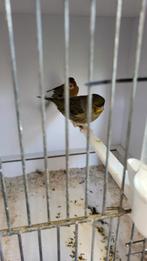 Gloster kanarie, Mannelijk