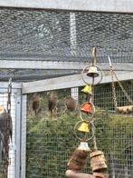 Japanse mus, Dieren en Toebehoren, Mannelijk, Parkiet