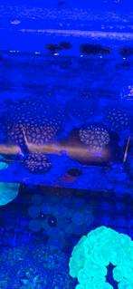 Leptastrea koraal zeewater aquarium, Overige typen