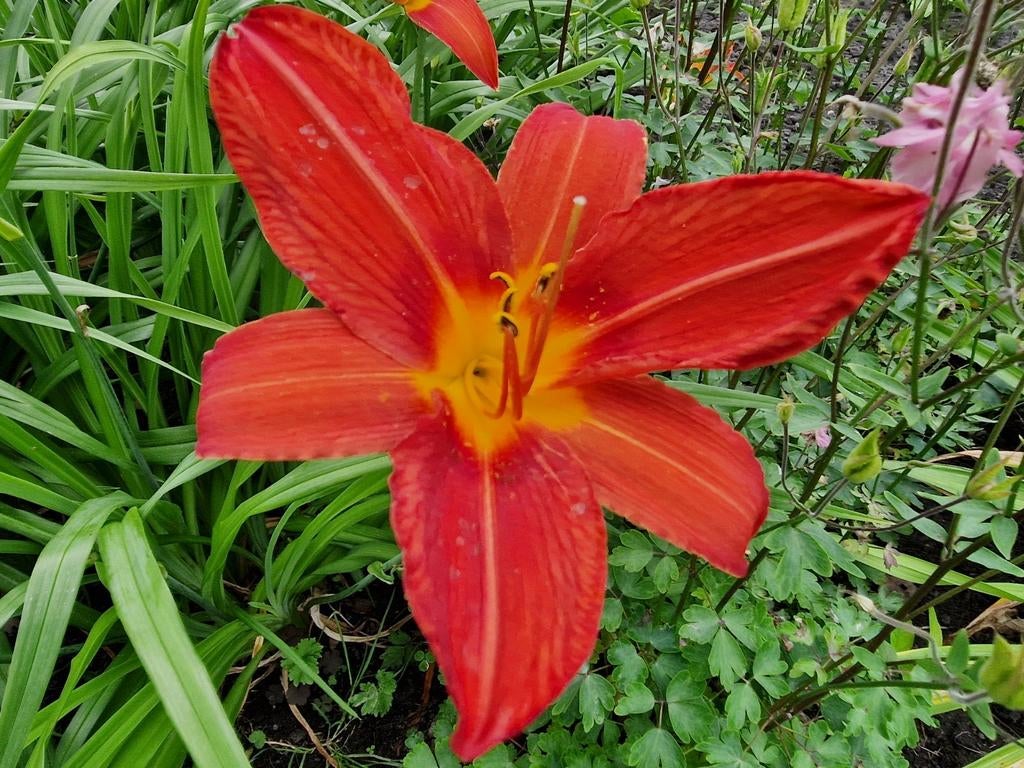 Hemerocallis campfire embers, Ophalen, Volle zon