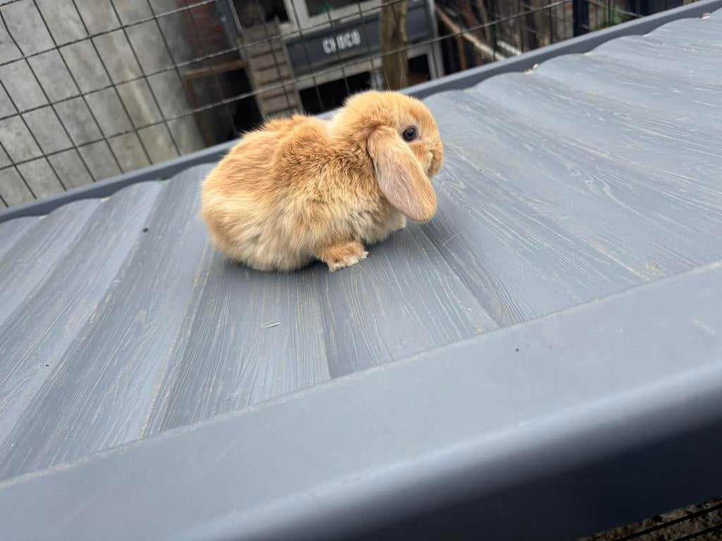 Baby konijntjes, Dieren en Toebehoren, Konijnen, Geslacht onbekend, Dwerg