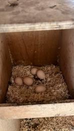 Broed eieren, Dieren en Toebehoren, Geslacht onbekend