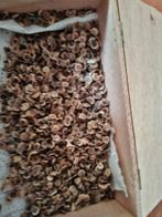 STOKROOS ZADEN, Ophalen of Verzenden, Volle zon