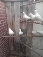 Witen post duiven te koop, Meerdere dieren, Postduif