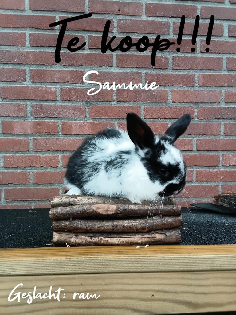 Super lief kindvriendelijk Nederlandse hangoor dwerg ram, Dieren en Toebehoren, Konijnen, Mannelijk, Dwerg, Hangoor, 0 tot 2 jaar