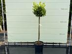 Laurier - op stam - hoogte 150 cm, Tuin en Terras, In pot, Halfschaduw, Lente, 100 tot 250 cm
