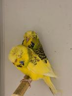 3-3 kuif parkieten, Meerdere dieren, Parkiet