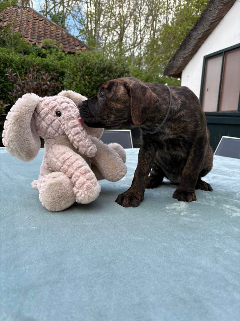 Prachtige, lieve kruising dog pups., Dieren en Toebehoren, Honden | Niet-rashonden, 8 tot 15 weken, Groot, Meerdere, Meerdere dieren