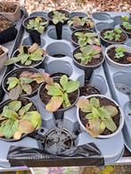 Verbascum phoenicum violetta. Vaste plant, Ophalen, Overige soorten, Volle zon