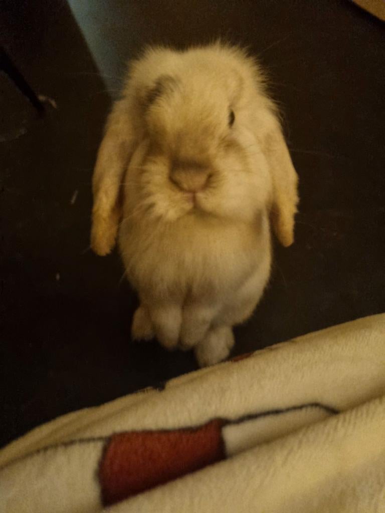 Hangoor konijntje te koop (Bounty), Ophalen of Verzenden, Zo goed als nieuw