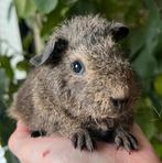 Lief Rex teddy cavia beertje, Dieren en Toebehoren, Cavia, Mannelijk, Januari, Tam
